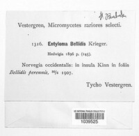 Entyloma bellidis image